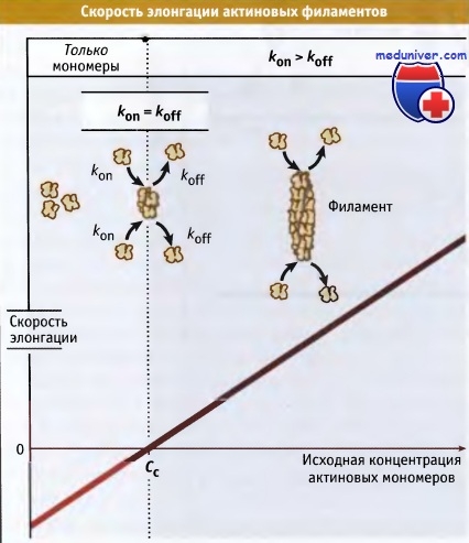 Határérték fehérjék szabályozásában filamentum hossza