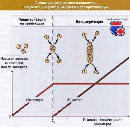 Captarea proteinelor în reglarea lungimii filamentelor actinice