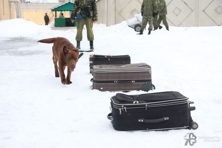 Кінологічний центр фсб школа мисливців за головами