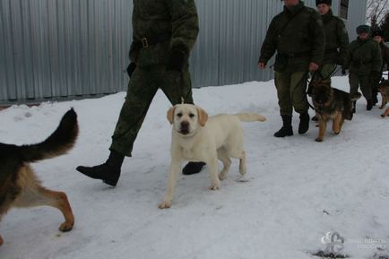 Кінологічний центр фсб школа мисливців за головами