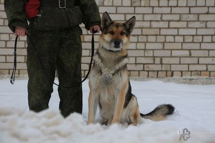 Dog Training Center на училищни хедхънтъри ФСБ