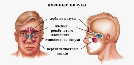 Кіста пазухи носа лікування без операції народними засобами