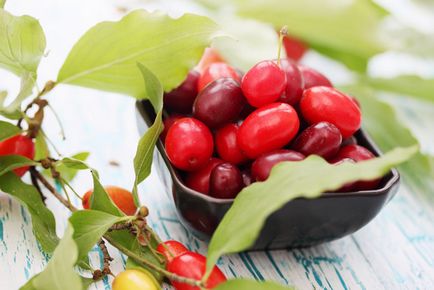 Кизил корисні властивості плодів, листя і варення
