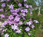 Clematis a dispărut