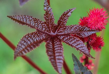 Ricinus ültetés és ápolási otthon