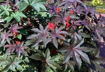 Ricinus ültetés és ápolási otthon