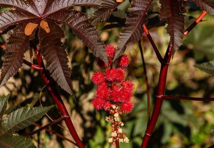 Ricinus ültetés és ápolási otthon