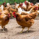 Colivii pentru pui de găină proprie, sfaturi pentru a face