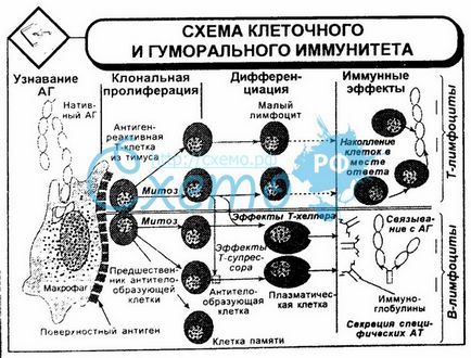 Клітинний і гуморальний імунітет