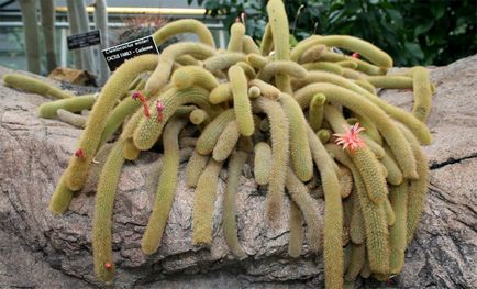 Kleistokaktus fotografie, îngrijire la domiciliu și tipuri de cactus (fin, vinter)