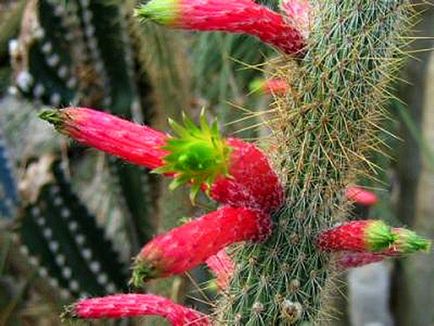 Kleistokaktus fotografie, tipuri și modalități de îngrijire cactus