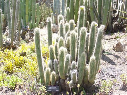 Клейстокактус фото, види і способи догляду за кактусом