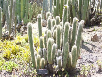 Kleistokaktus fotografie, tipuri și modalități de îngrijire cactus