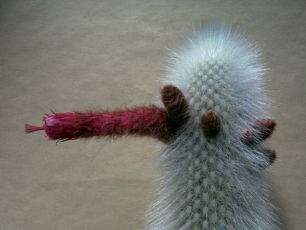 Kleistokaktus fotografie, tipuri și modalități de îngrijire cactus