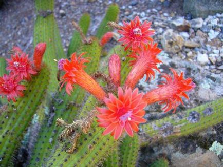 Kleistokaktus fotografie, tipuri și modalități de îngrijire cactus