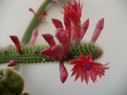 Kleistokaktus fotografie, tipuri și modalități de îngrijire cactus