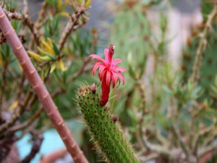 Kleistokaktus fotografie, tipuri și modalități de îngrijire cactus