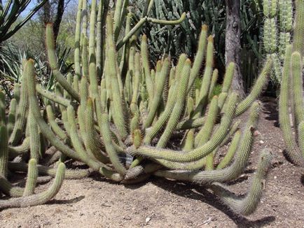 Kleistokaktus fotografie, tipuri și modalități de îngrijire cactus