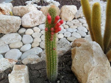 Kleistokaktus fotografie, tipuri și modalități de îngrijire cactus