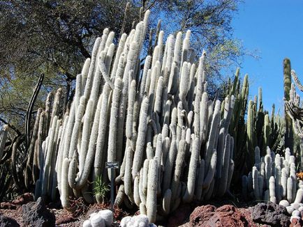 Kleistokaktus fotografie, tipuri și modalități de îngrijire cactus