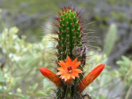 Kleistokaktus fotografie, tipuri și modalități de îngrijire cactus