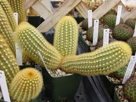 Kleistokaktus fotografie, tipuri și modalități de îngrijire cactus