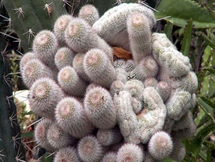 Kleistokaktus fotografie, tipuri și modalități de îngrijire cactus