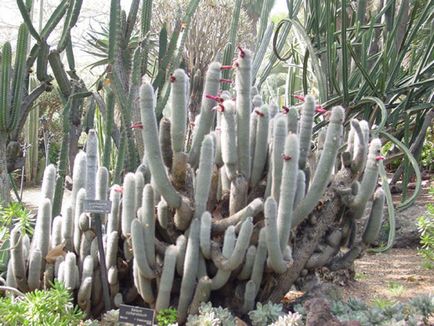 Kleistokaktus fotografie, tipuri și modalități de îngrijire cactus