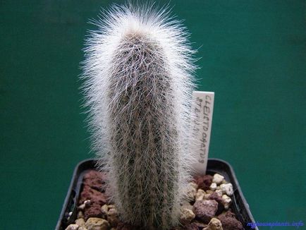 Cleistocactus - én szobanövények (cleistocactus) Cleistocactus - én szobanövények