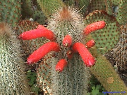 Cleistocactus - házam növények (növények) Cleistocactus - én szobanövények