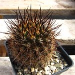 Cleistocactus - én szobanövények