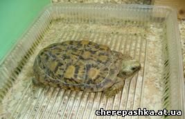 Club de iubitori de animale - arhiva site-ului - scăldat de țestoase din Asia Centrală