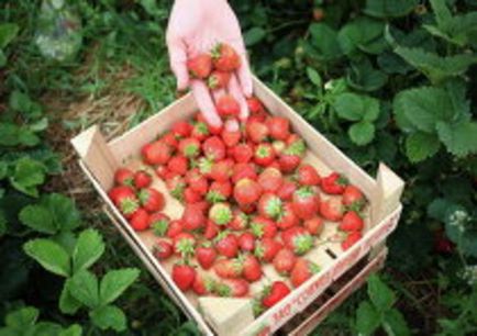 Strawberry câmpuri în suburbii, unde puteți obține fructe de padure gratuit