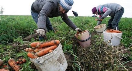 Când se recoltează morcovi din pat, calendarul și semnele de maturizare