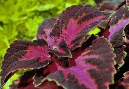 Coleus blume - floare de interior cu frunze pestrițe, îngrijire la domiciliu