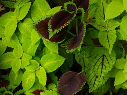 Coleus blume - floare de interior cu frunze pestrițe, îngrijire la domiciliu