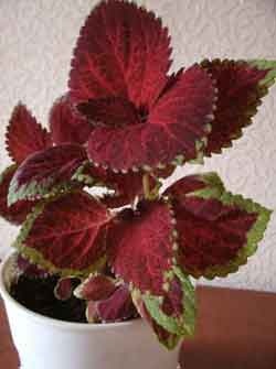 Coleus blume - floare de interior cu frunze pestrițe, îngrijire la domiciliu