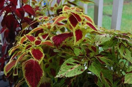 Coleus blume - floare de interior cu frunze pestrițe, îngrijire la domiciliu