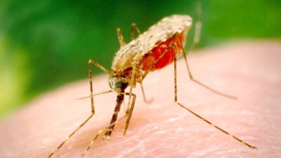 Комарі в Тайланді - що переносять і як від них захиститися