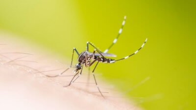 A szúnyogok Thaiföldön - átvitt és hogyan védekezni ellenük