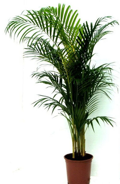 кімнатна пальма
