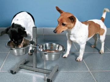 Alimentare câine jack russell terrier