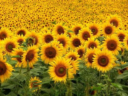 Floarea soarelui - o reteta pentru pietre la rinichi