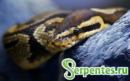 Royal python (python regius) ghid pentru conținut