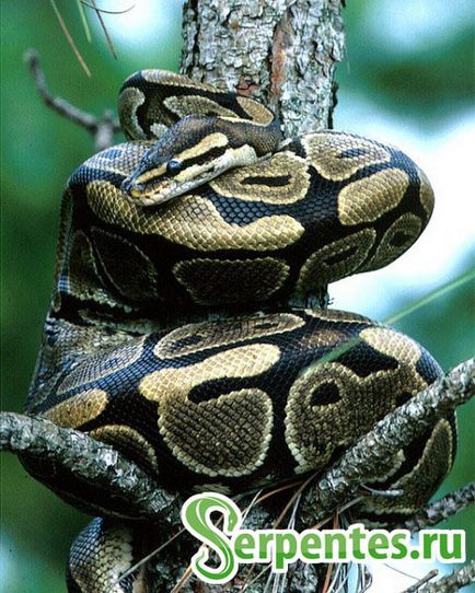 Royal python (python regius) ghid pentru conținut