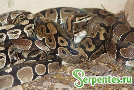 Ball (Python regius) tartalom menedzsment