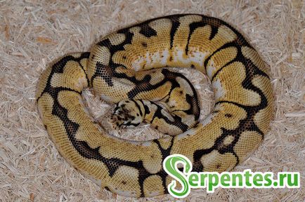 Royal python (python regius) ghid pentru conținut