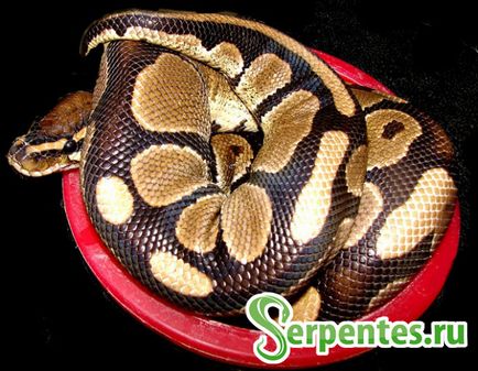 Royal python (python regius) ghid pentru conținut