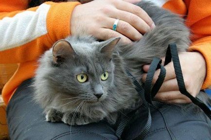 Кішка Нібелунг - опис породи, фото, розповіді, відгуки