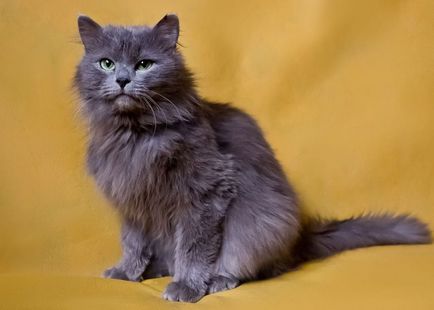 Кішка Нібелунг - опис породи, фото, розповіді, відгуки